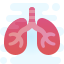 Lungs